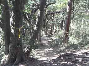 祇園山ハイキングコース　画像