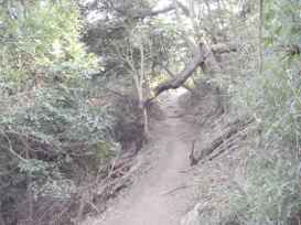 薬師ヶ谷から天園ハイキングコース　画像